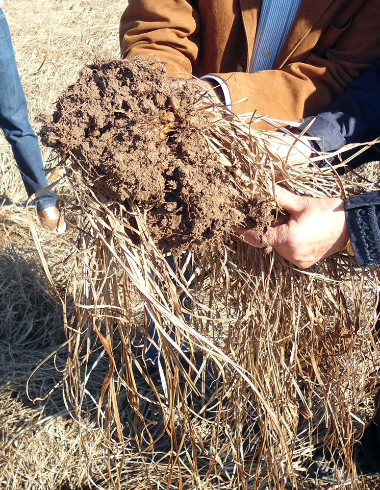 Erdmandeln mit Wurzeln bei der Ernte Erdmandeln mit Wurzeln bei der Ernte